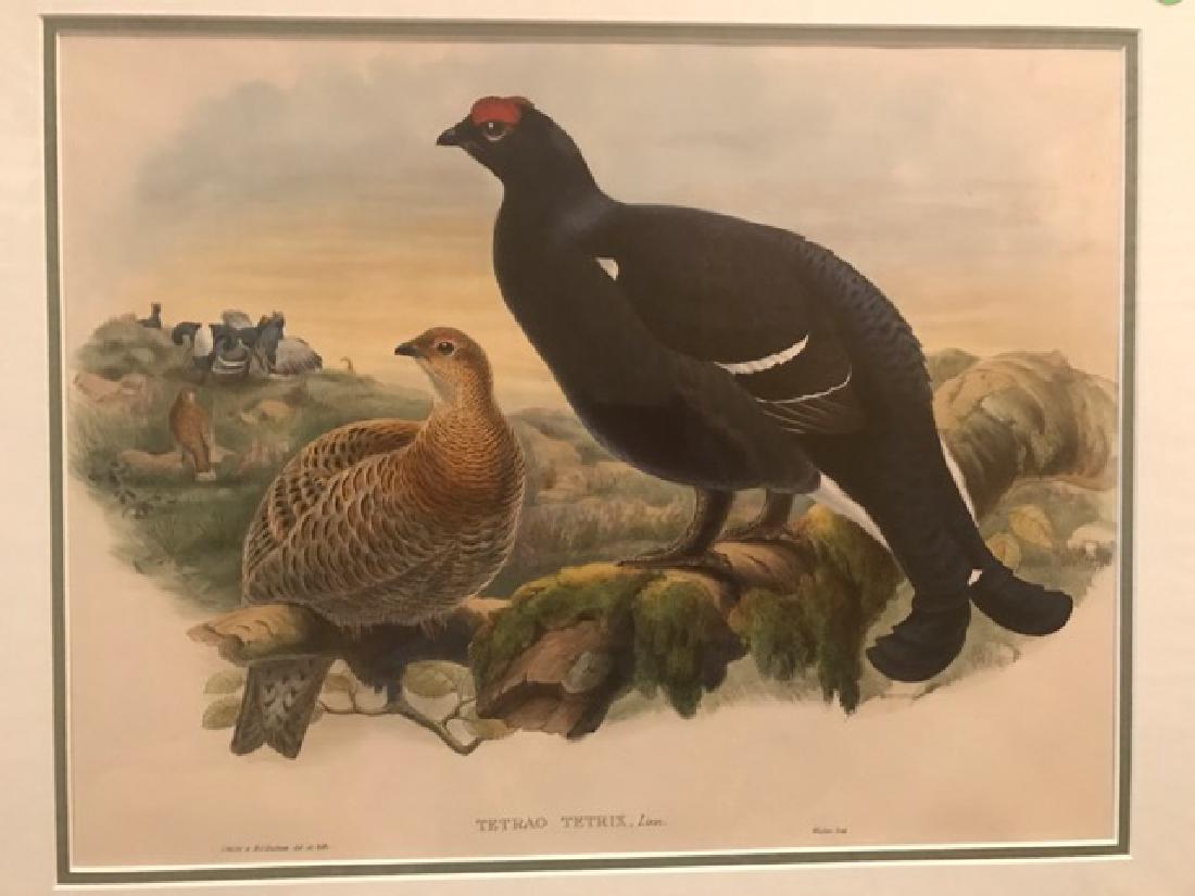 J. Gould Lithograph: Blackcock: John Gould (1804-1881) Tetrao Tetrix. With text. Hand colored ornithological lithograph. Lithographers: J. Gould, E. Gould, E. Lear, H.C. Richter, W. Hart. Printed in London: C. Hullmandel or Taylor.