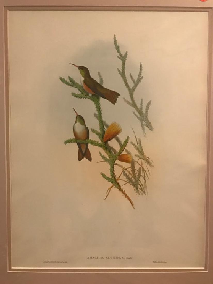 J. Gould Lithograph: Mountain Amazili (1 of 3)