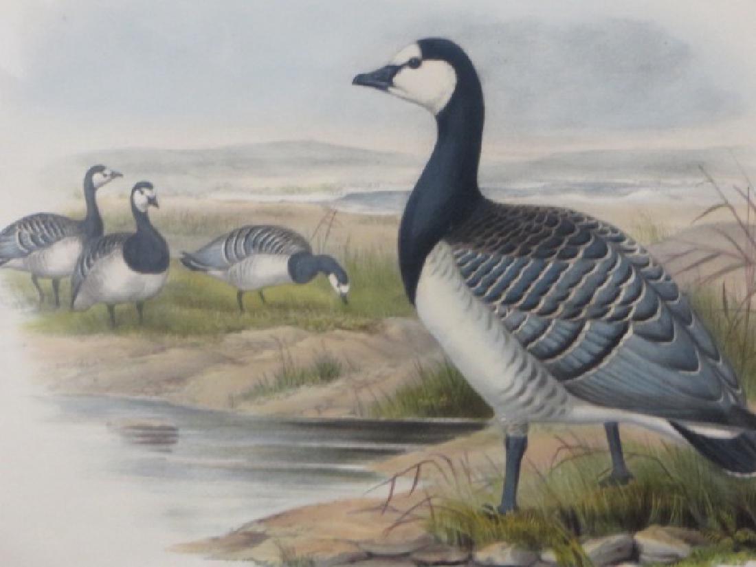 J. Gould Lithograph: Bernicle Goose: John Gould (1804-1881) Bernicla Leucopsis. Hand colored ornithological lithograph. Lithographers: J. Gould, E. Gould, E. Lear, H.C. Richter, W. Hart. Printed in London: C. Hullmandel or Taylor. Plate