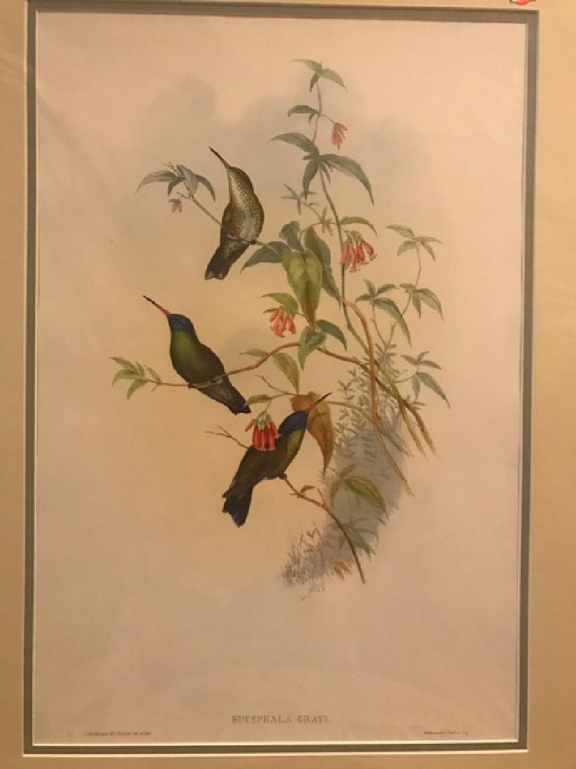 J. Gould Lithograph: Blue-Headed Sapphire: John Gould (1804-1881) Eucephaia Grayi. Hand colored ornithological lithograph. Lithographers: J. Gould, E. Gould, E. Lear, H.C. Richter, W. Hart. Printed in London: C. Hullmandel or Taylor. Plate fro