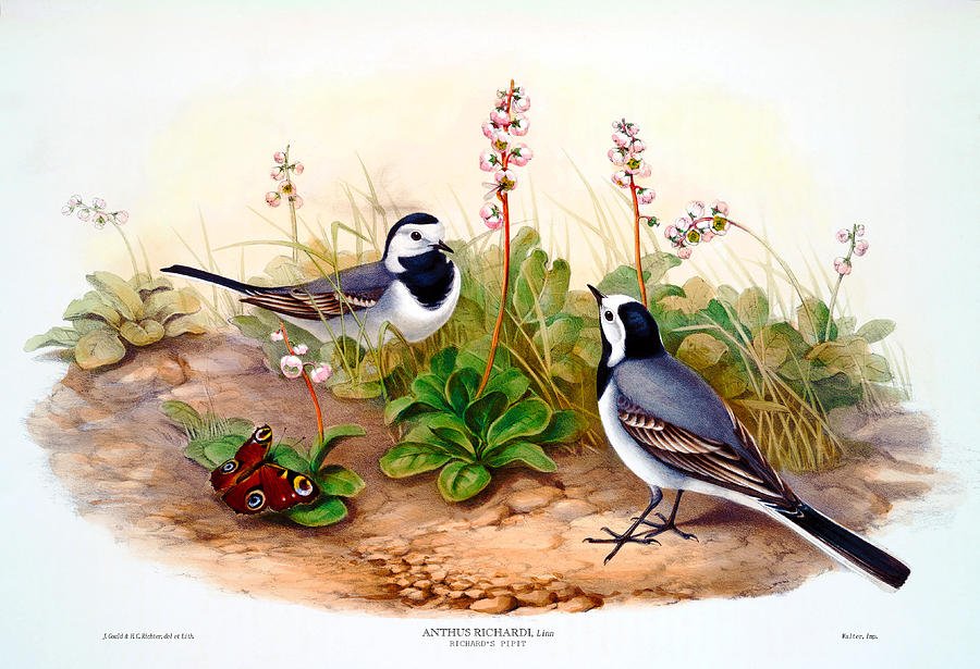 J. Gould Lithograph: Org. Pipit (1 of 1)