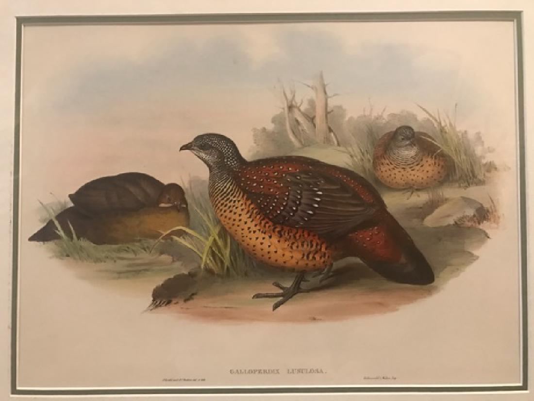 J. Gould Lithograph: Painted Spur-Fowl: John Gould (1804-1881) Galloperdix Lunulosa. With text. Hand colored ornithological lithograph. Lithographers: J. Gould, E. Gould, E. Lear, H.C. Richter, W. Hart. Printed in London: C. Hullmandel or T