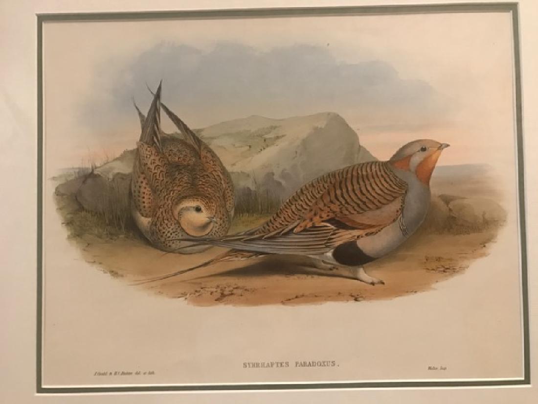 J. Gould Lithograph: Pallas'S Sandgrouse: John Gould (1804-1881) Syrrhaptes Paradoxus. With text. Hand colored ornithological lithograph. Lithographers: J. Gould, E. Gould, E. Lear, H.C. Richter, W. Hart. Printed in London: C. Hullmandel or T