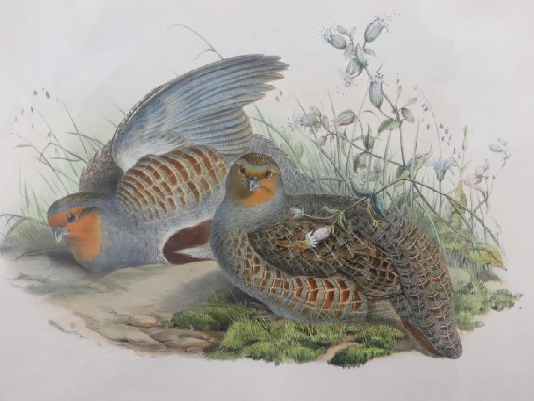 J. Gould Lithograph: Partridge (1 of 2)
