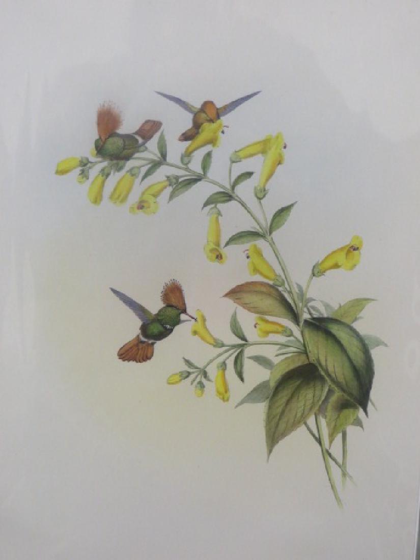 J. Gould Lithograph: Greatcrested Coquette: John Gould (1804-1881) Lophornis Regulus. Hand colored ornithological lithograph. Lithographers: J. Gould, E. Gould, E. Lear, H.C. Richter, W. Hart. Printed in London: C. Hullmandel or Taylor. Plate f