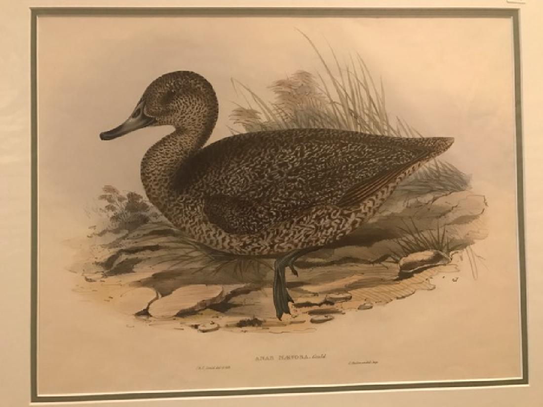 J. Gould Lithograph: Freckled Duck (1 of 4)