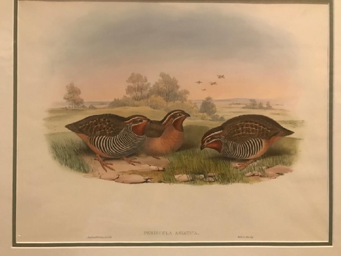J. Gould Lithograph: Asiatic Bush-Quail: John Gould (1804-1881) Perdicula Asiatica. With text. Hand colored ornithological lithograph. Lithographers: J. Gould, E. Gould, E. Lear, H.C. Richter, W. Hart. Printed in London: C. Hullmandel or Tay