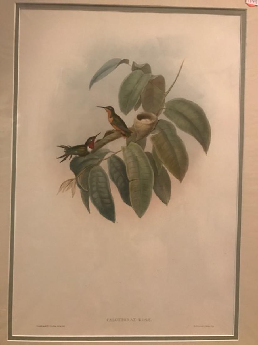 J. Gould Lithograph: Crimson-Throated Wood Star: John Gould (1804-1881) Calothorax Rosae. With text. Hand colored ornithological lithograph. Lithographers: J. Gould, E. Gould, E. Lear, H.C. Richter, W. Hart. Printed in London: C. Hullmandel or Taylo