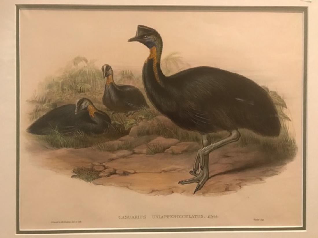 J. Gould Lithograph: One-Carunculated Cassowary: John Gould (1804-1881) Casuarius Uniappendiculated. With text. Hand colored ornithological lithograph. Lithographers: J. Gould, E. Gould, E. Lear, H.C. Richter, W. Hart. Printed in London: C. Hullmand