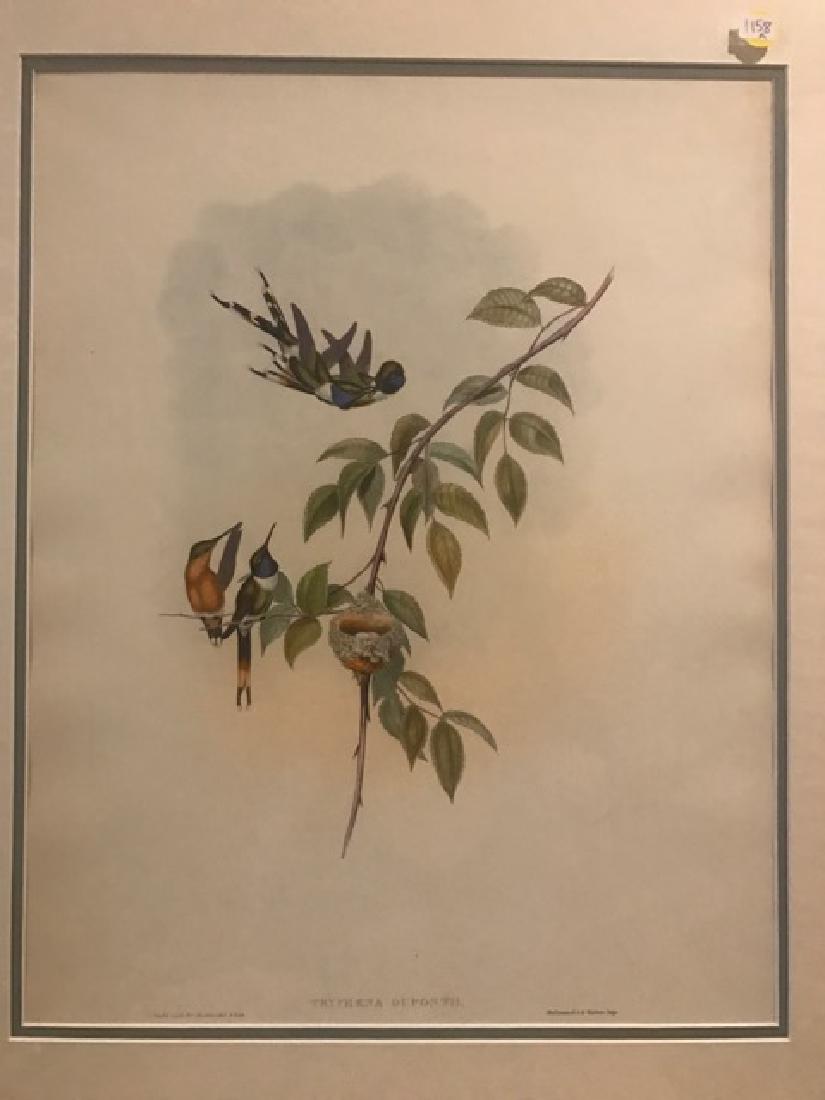 J. Gould Lithograph: Sparkling-Tail: John Gould (1804-1881) Tryphaena Dupontii. Hand colored ornithological lithograph. Lithographers: J. Gould, E. Gould, E. Lear, H.C. Richter, W. Hart. Printed in London: C. Hullmandel or Taylor. Plate