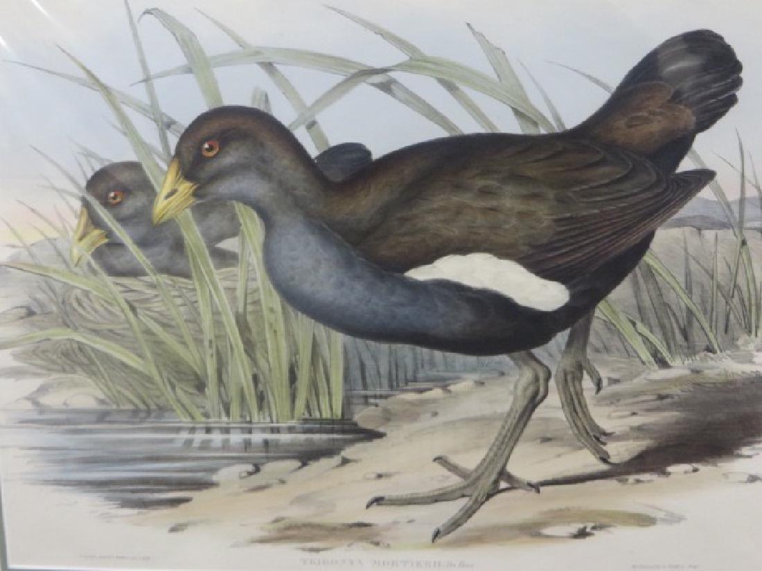 J. Gould Lithograph: Australian Native Hen (1 of 2)