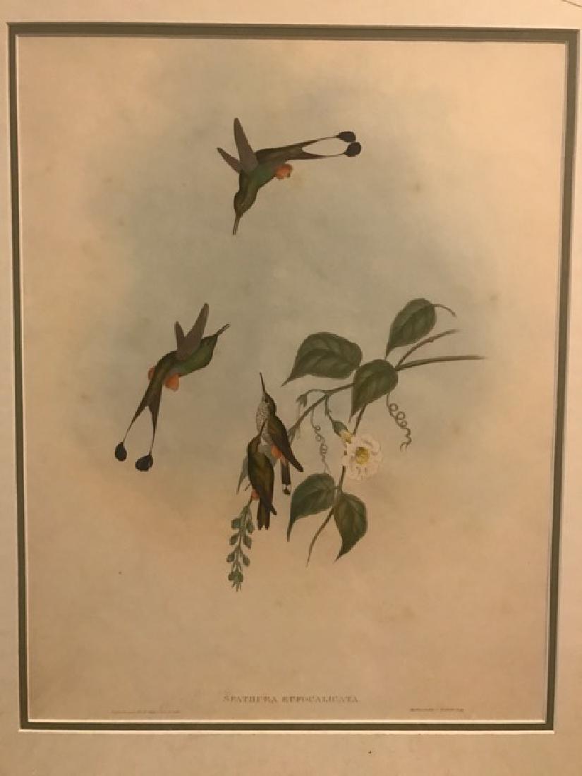 J. Gould Lithograph: Red Booted Racket-Tail (1 of 3)