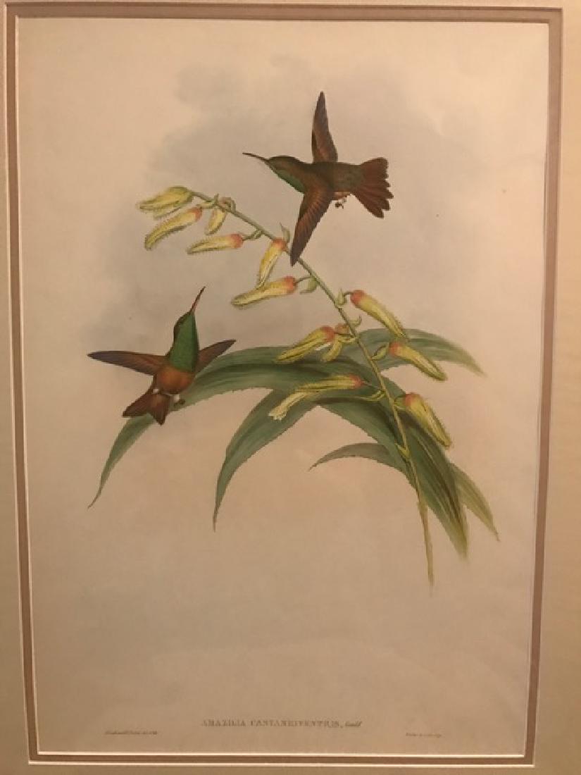 J. Gould Lithograph: Chestnut-Bellied Amazilli: John Gould (1804-1881) Amazilia Castaneiventris. With text. Hand colored ornithological lithograph. Lithographers: J. Gould, E. Gould, E. Lear, H.C. Richter, W. Hart. Printed in London: C. Hullmandel