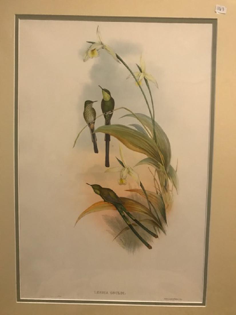 J. Gould Lithograph: Bogota Train-Bearer: John Gould (1804-1881) Lesbia Gouldi. Hand colored ornithological lithograph. Lithographers: J. Gould, E. Gould, E. Lear, H.C. Richter, W. Hart. Printed in London: C. Hullmandel or Taylor. Plate from