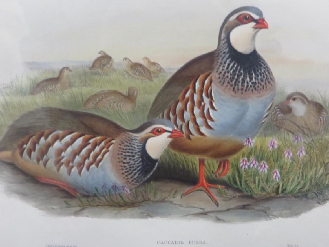 J. Gould Lithograph: Red-Legged Partridge (1 of 2)