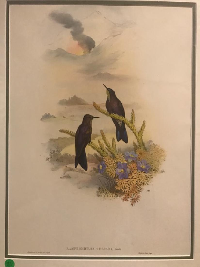J. Gould Lithograph: Southern Thron-Bill: John Gould (1804-1881) Ramphomicron Vulcani. Hand colored ornithological lithograph. Lithographers: J. Gould, E. Gould, E. Lear, H.C. Richter, W. Hart. Printed in London: C. Hullmandel or Taylor. Plat