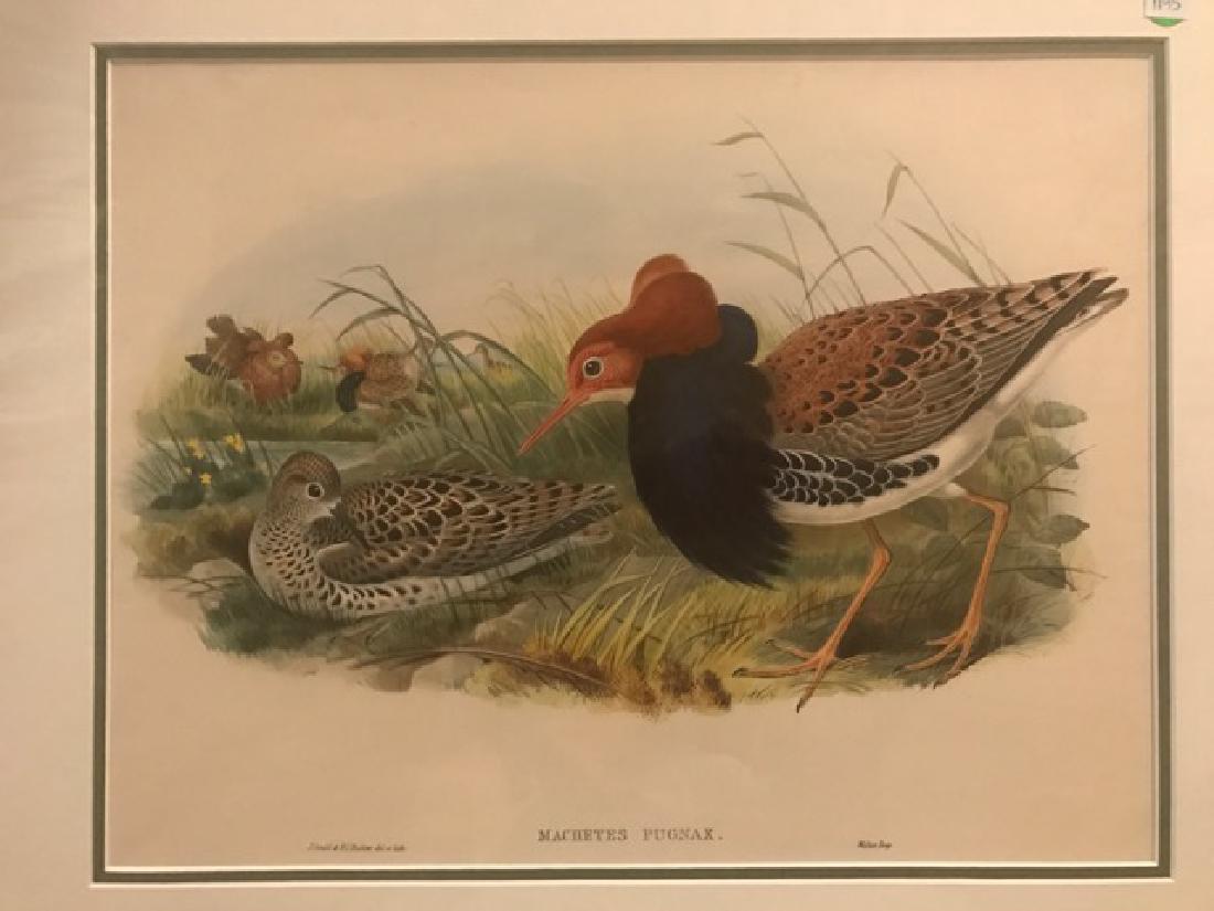 J. Gould Lithograph: Ruff: John Gould (1804-1881) Machetes Pugnax. Hand colored ornithological lithograph. Lithographers: J. Gould, E. Gould, E. Lear, H.C. Richter, W. Hart. Printed in London: C. Hullmandel or Taylor. Plate fro
