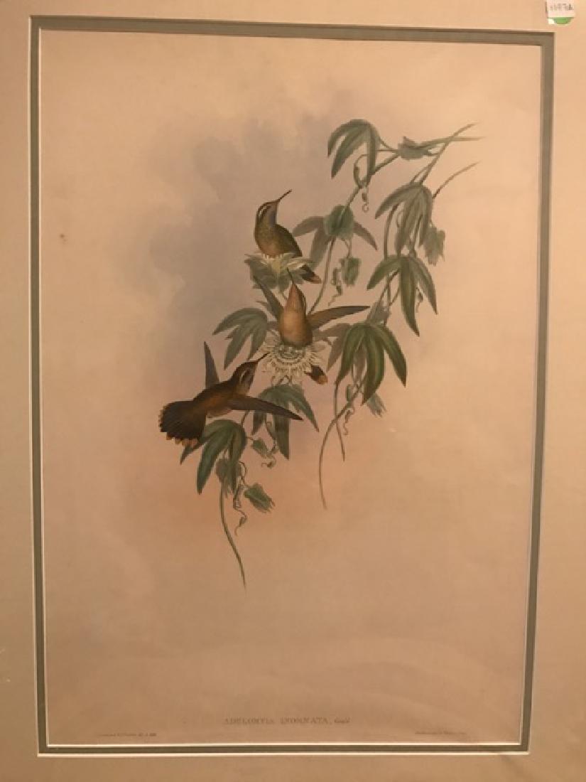 J. Gould Lithograph: Purple Throated Adelomyia: John Gould (1804-1881) Adelomyia Inornata. Hand colored ornithological lithograph. Lithographers: J. Gould, E. Gould, E. Lear, H.C. Richter, W. Hart. Printed in London: C. Hullmandel or Taylor. Plate
