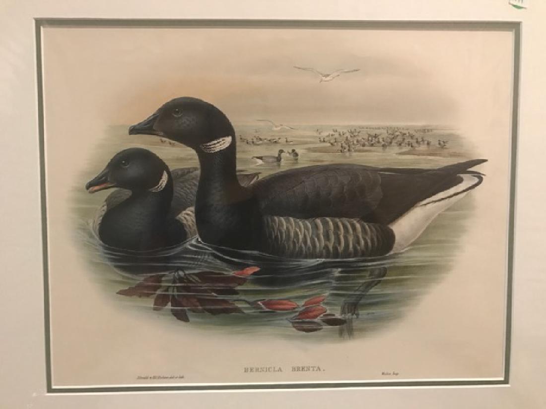 J. Gould Lithograph: Brent Goose (1 of 4)