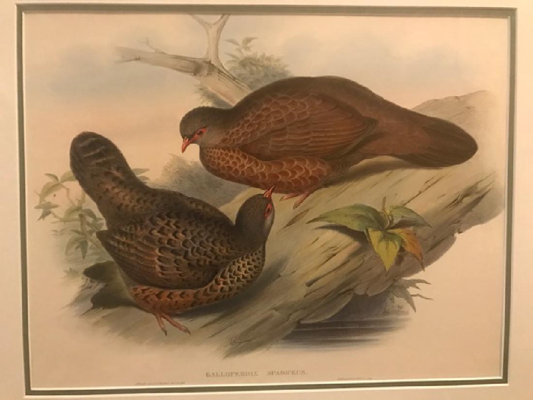 J. Gould Lithograph: Rufous Spur-Fowl: John Gould (1804-1881) Galloperdix Spadiceus. Hand colored ornithological lithograph. Lithographers: J. Gould, E. Gould, E. Lear, H.C. Richter, W. Hart. Printed in London: C. Hullmandel or Taylor. Pla