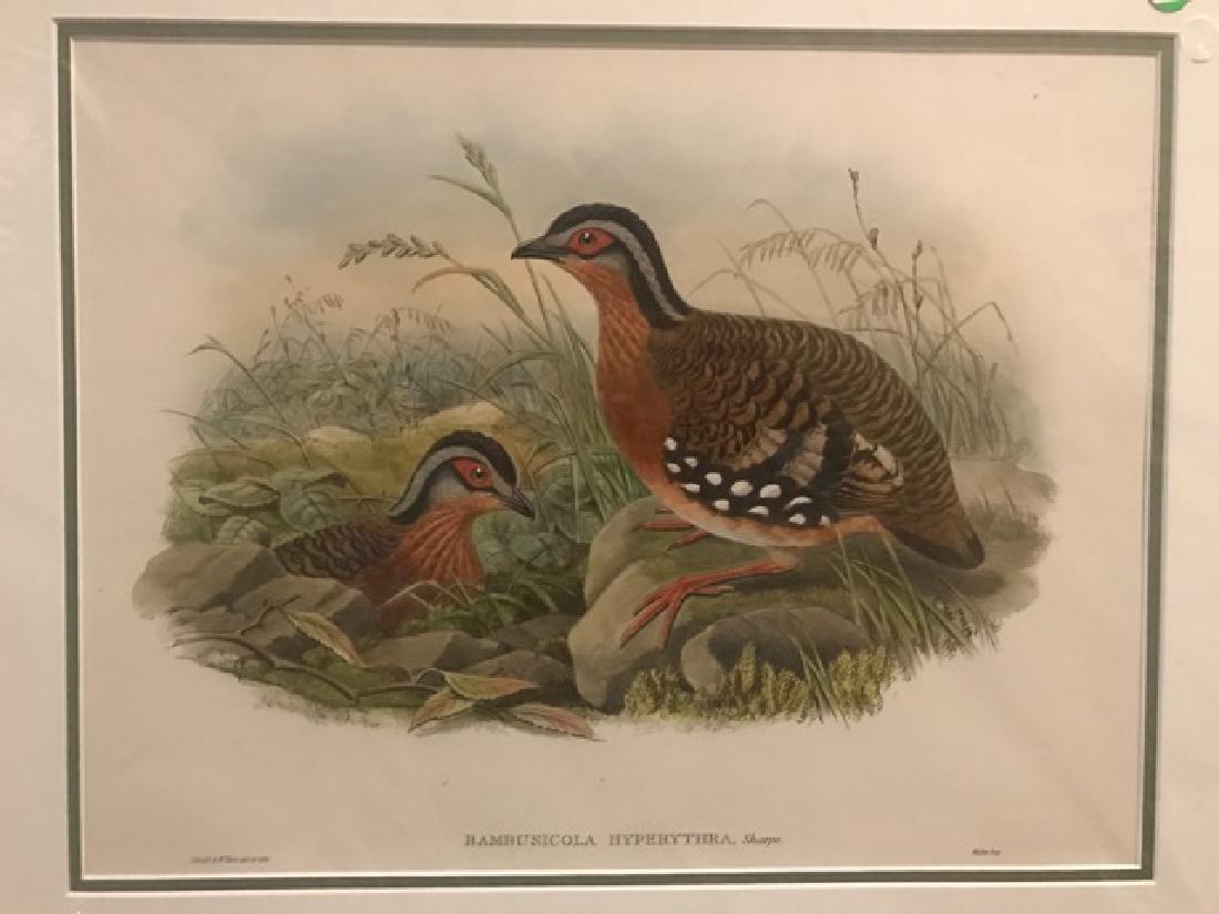 J. Gould Lithograph: Rufous-Breasted Bamboo-Partridge: John Gould (1804-1881) Bambusicola Hyperythra. With text. Hand colored ornithological lithograph. Lithographers: J. Gould, E. Gould, E. Lear, H.C. Richter, W. Hart. Printed in London: C. Hullmandel or