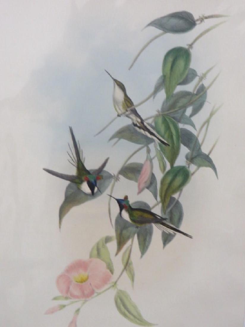 J. Gould Lithograph: Sun Gem (1 of 2)