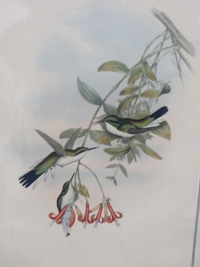 J. Gould Lithograph: Cayenne Fairy (1 of 2)