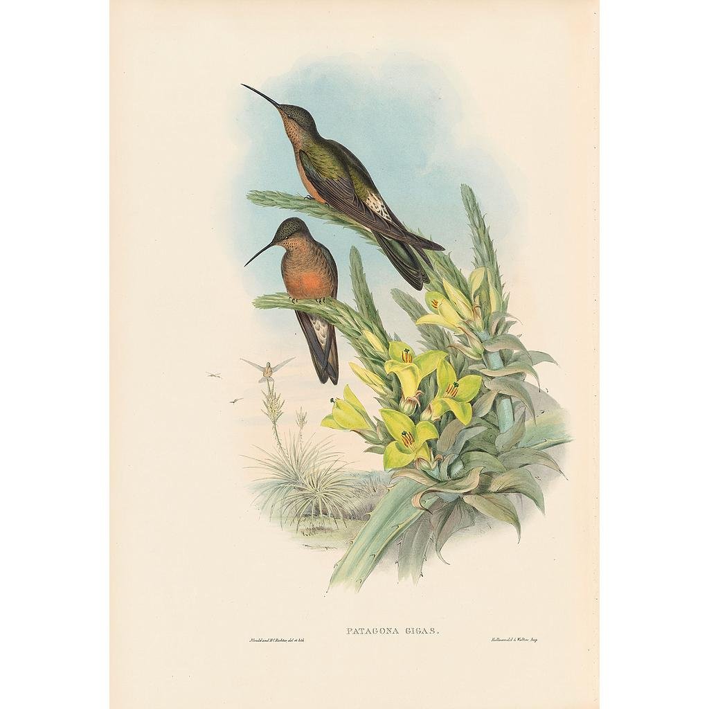J. Gould Lithograph: Giant Humming Bird (1 of 1)