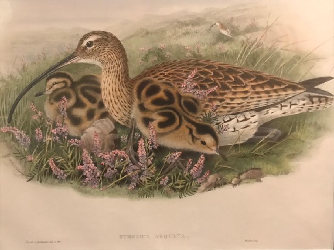 J. Gould Lithograph: Curlew: John Gould (1804-1881) Numenius Arquata. With text. Hand colored ornithological lithograph. Lithographers: J. Gould, E. Gould, E. Lear, H.C. Richter, W. Hart. Printed in London: C. Hullmandel or Taylo