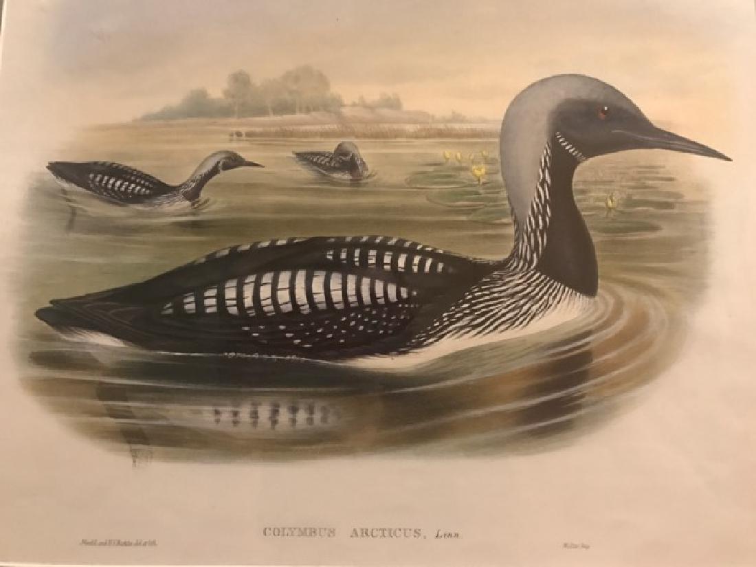 J. Gould Lithograph: Black-Throated Diver: John Gould (1804-1881) Colymbus Arcticus. With text. Hand colored ornithological lithograph. Lithographers: J. Gould, E. Gould, E. Lear, H.C. Richter, W. Hart. Printed in London: C. Hullmandel or Tayl