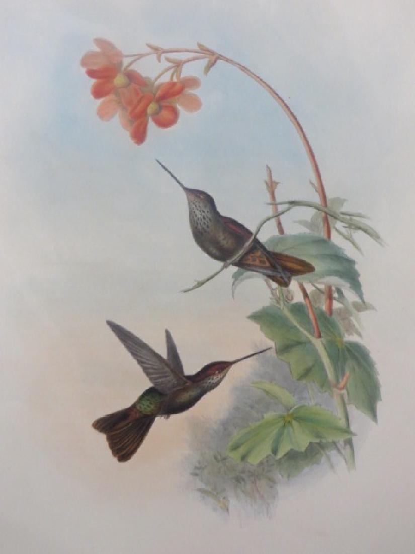 J. Gould Lithograph: Coeligene: John Gould (1804-1881) Coeligena Typica. With text. Hand colored ornithological lithograph. Lithographers: J. Gould, E. Gould, E. Lear, H.C. Richter, W. Hart. Printed in London: C. Hullmandel or Taylo