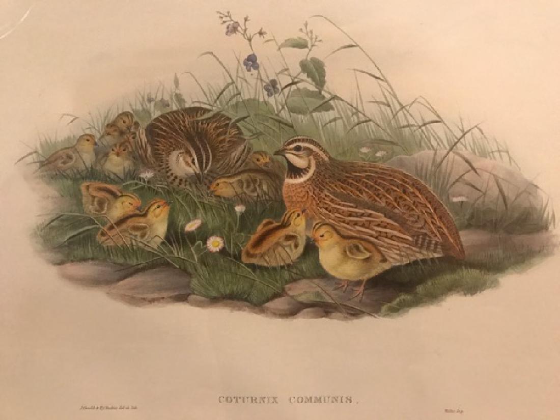 J. Gould Lithograph: Common Quail (1 of 4)