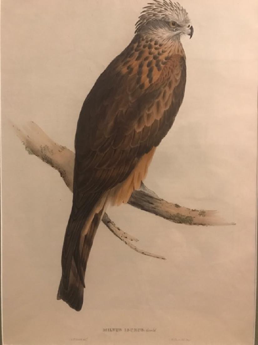 J. Gould Lithograph: Square Tailed-Kite (1 of 4)