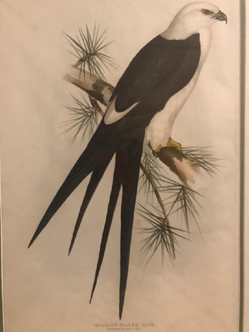 J. Gould Lithograph: Swallow-Tailed Kite (1 of 3)