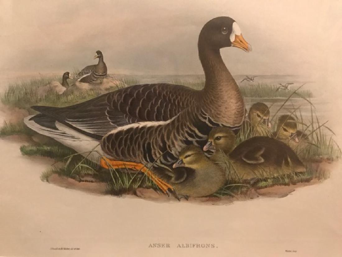 J. Gould Lithograph: White-Fronted Goose (1 of 4)
