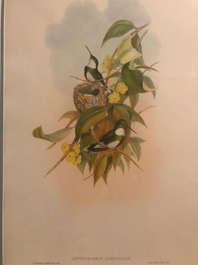 J. Gould Lithograph: White-Throat: John Gould (1804-1881) Leucochloris Albicollis. Hand colored ornithological lithograph. Lithographers: J. Gould, E. Gould, E. Lear, H.C. Richter, W. Hart. Printed in London: C. Hullmandel or Taylor. P