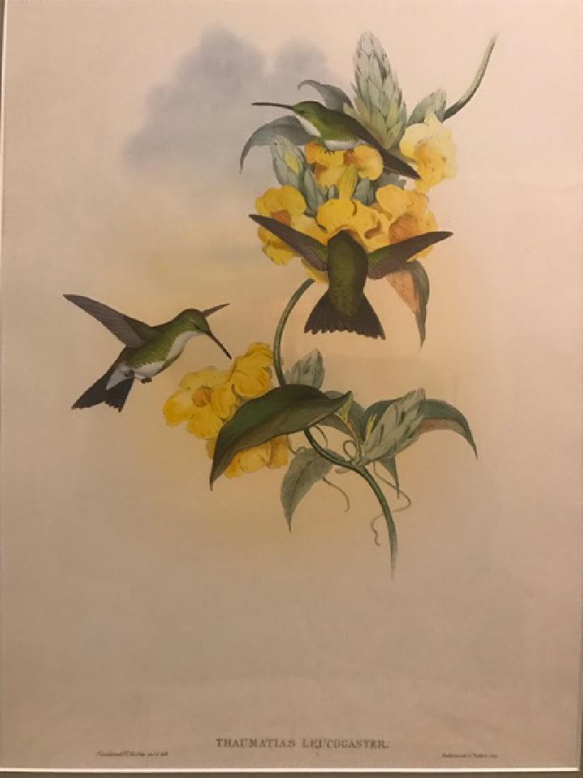 J. Gould Lithograph: White-Throated Emerald: John Gould (1804-1881) Thaumatias Leucogaster. Hand colored ornithological lithograph. Lithographers: J. Gould, E. Gould, E. Lear, H.C. Richter, W. Hart. Printed in London: C. Hullmandel or Taylor. Pl
