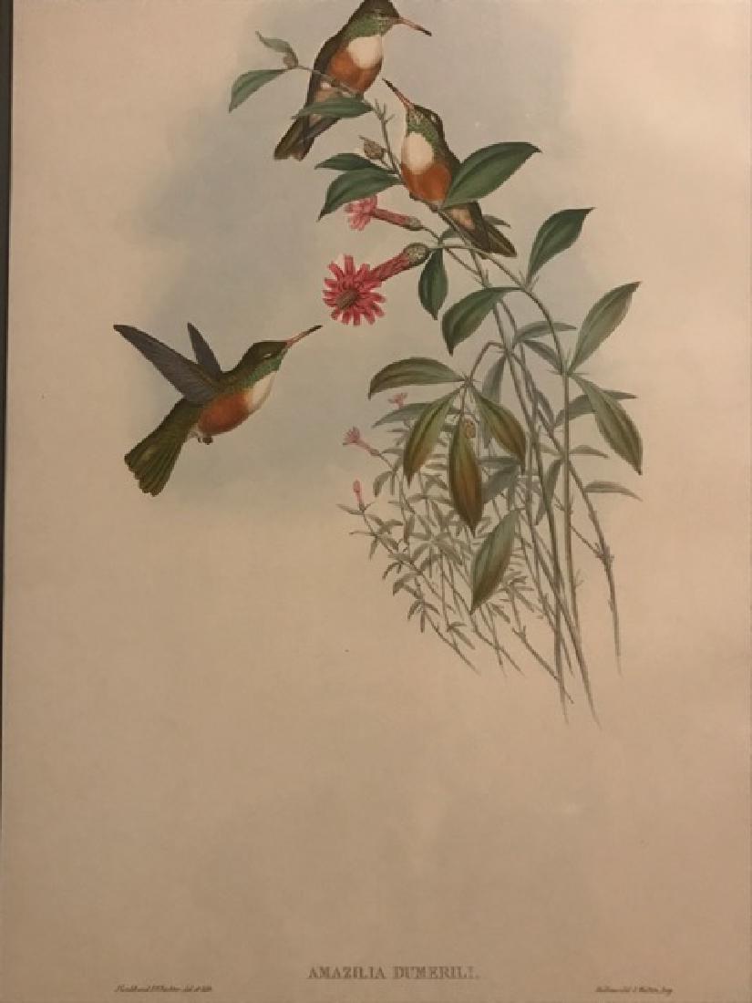 J. Gould Lithograph: Dumerils Amazili Humming Bird (1 of 4)