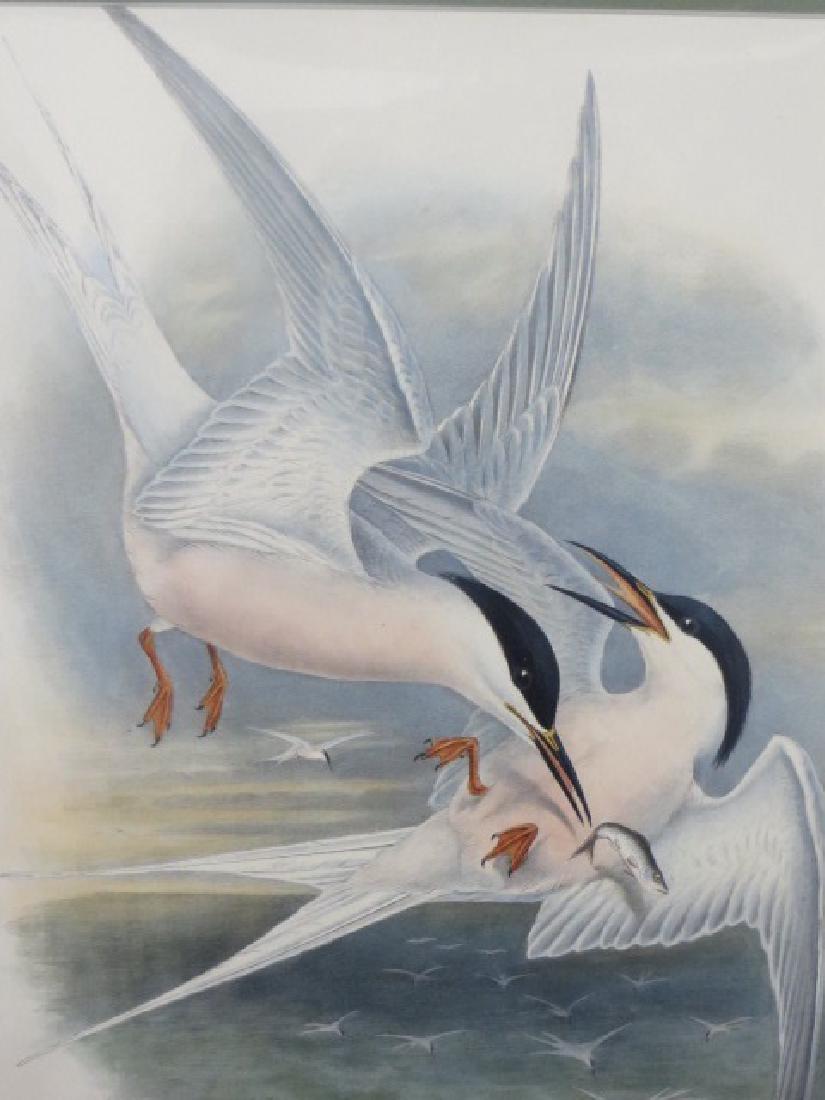 J. Gould Lithograph: Roseate Tern (1 of 2)