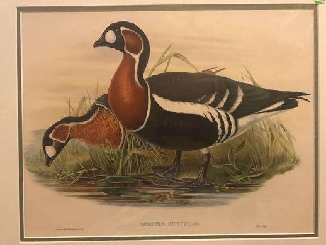 J. Gould Lithograph: Red-Breasted Goose (1 of 4)