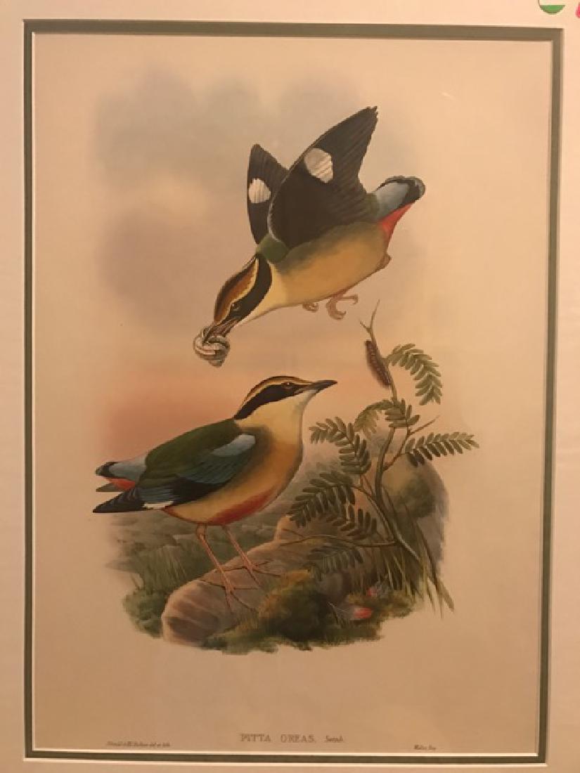 J. Gould Lithograph: Waxen Chatterer: John Gould (1804-1881) Ampelis Garrulous. With text. Hand colored ornithological lithograph. Lithographers: J. Gould, E. Gould, E. Lear, H.C. Richter, W. Hart. Printed in London: C. Hullmandel or Tayl