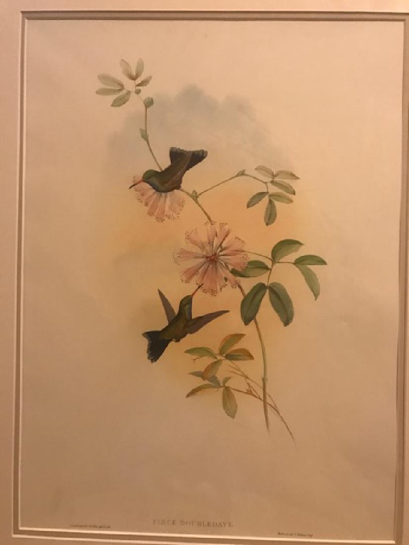 J. Gould Lithograph: Doubledays Humming-Bird: John Gould (1804-1881) Circe Doubledayi. Hand colored ornithological lithograph. Lithographers: J. Gould, E. Gould, E. Lear, H.C. Richter, W. Hart. Printed in London: C. Hullmandel or Taylor. Plate fr