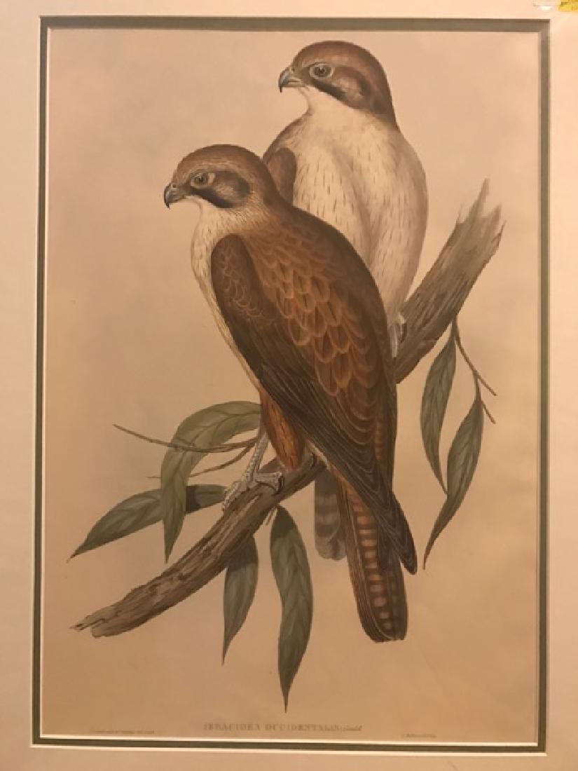 J. Gould Lithograph: Western Brown Hawk (1 of 4)