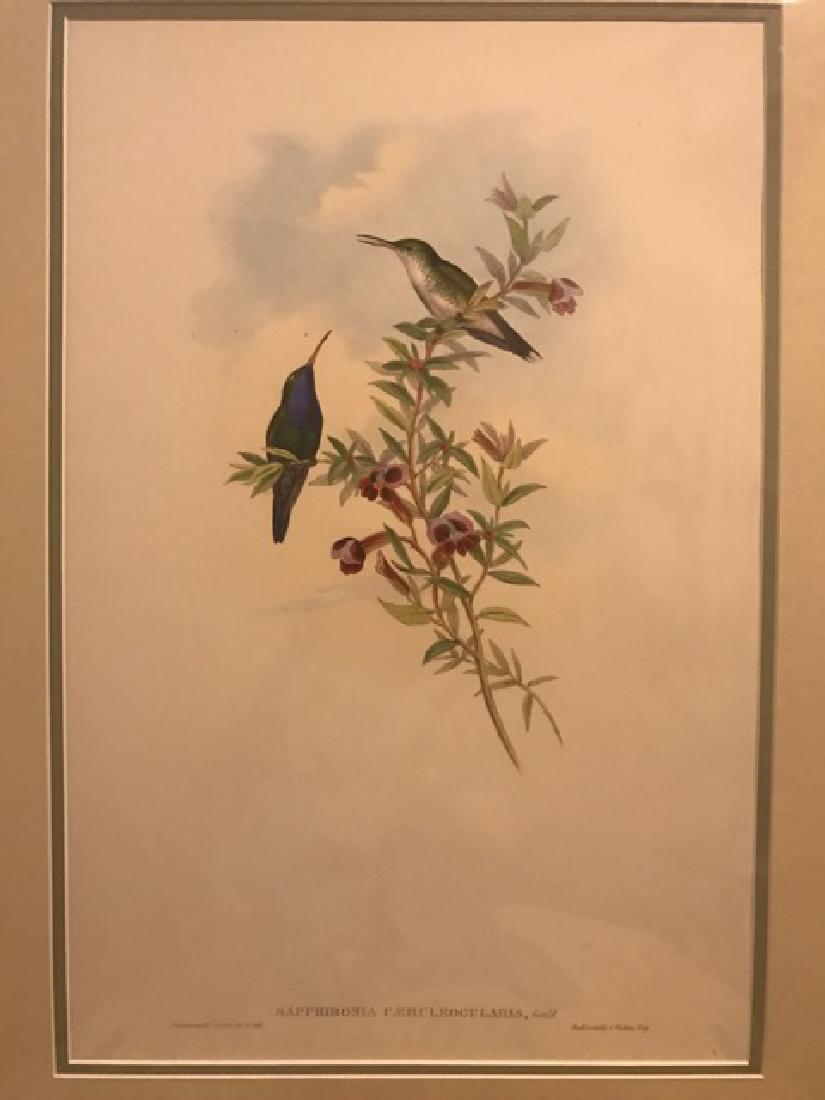 J. Gould Lithograph: Blue-Throated Sapphironia: John Gould (1804-1881) Sapphironia Caeruleogularis. With text. Hand colored ornithological lithograph. Lithographers: J. Gould, E. Gould, E. Lear, H.C. Richter, W. Hart. Printed in London: C. Hullmand