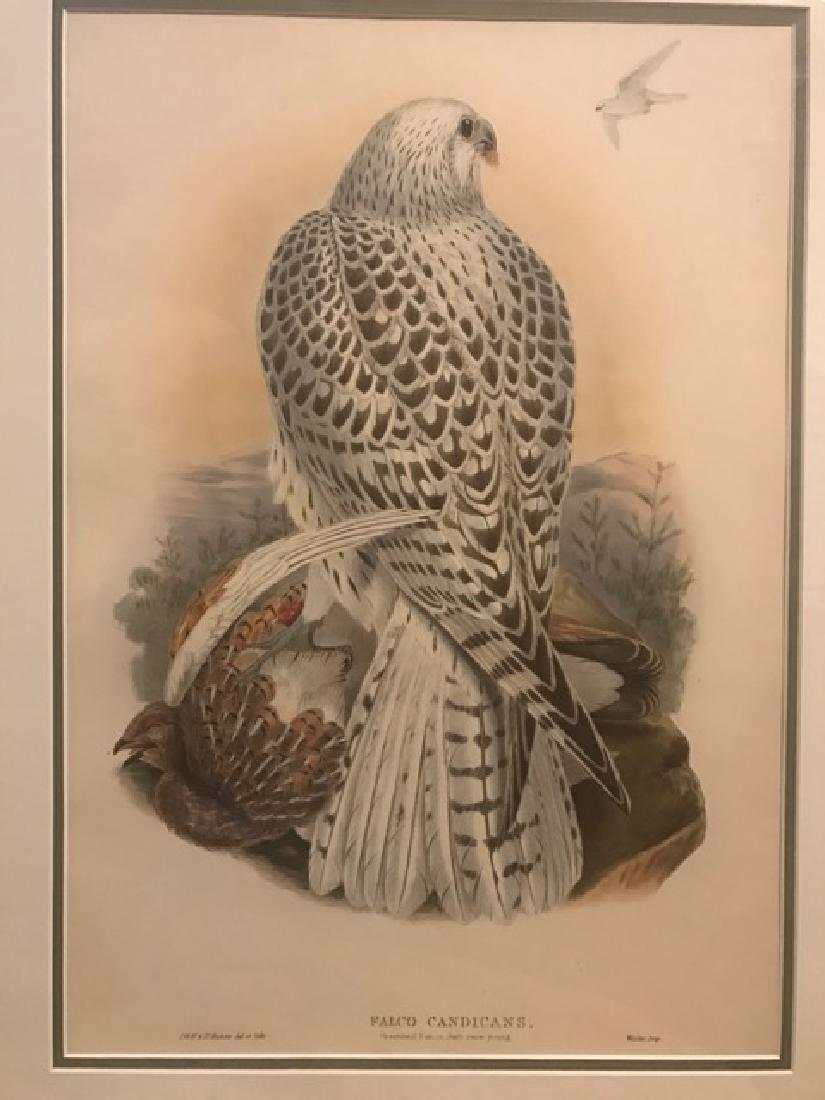 J. Gould Lithograph: Greenland Falcon, Dark Race Young (1 of 4)