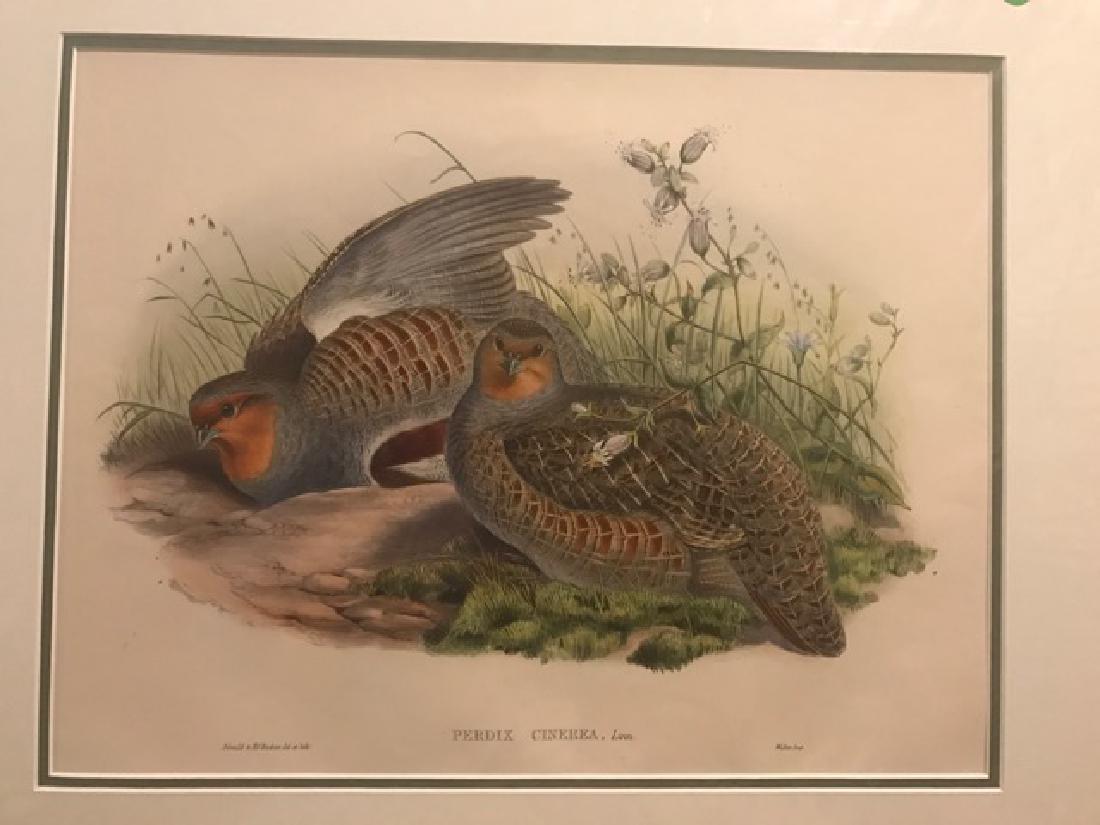 J. Gould Lithograph: Grey Partridge (1 of 4)