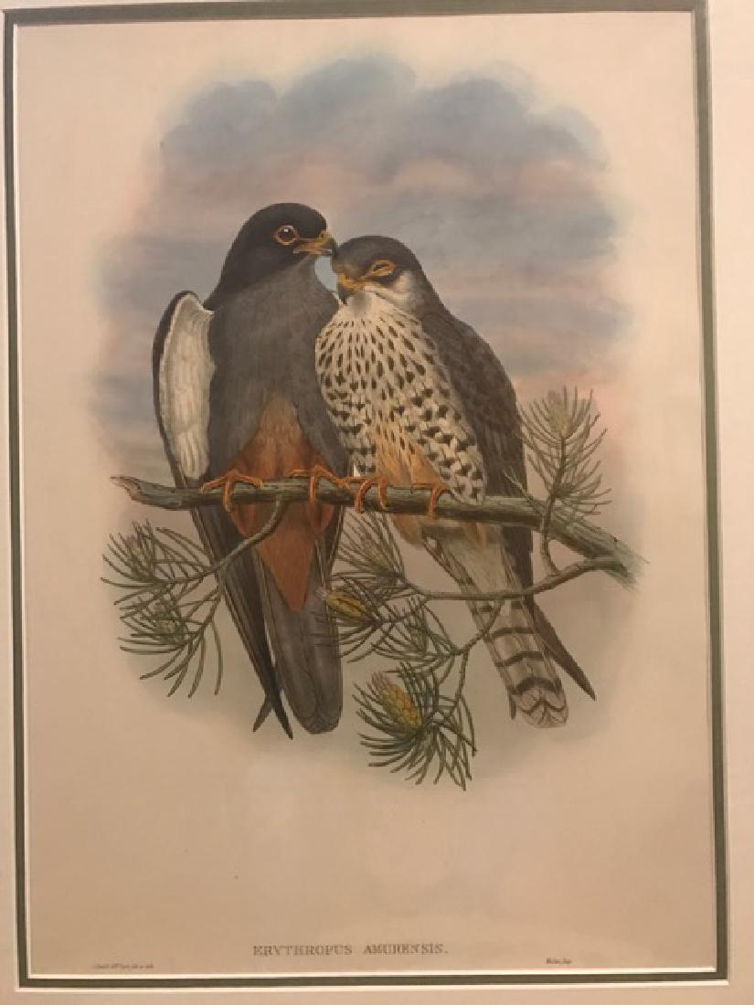 J. Gould Lithograph: White-Winged Red-Footed Kestrel (1 of 4)