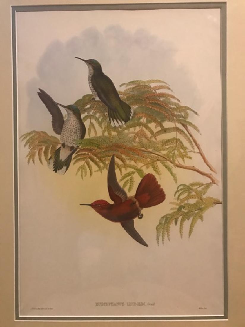 J. Gould Lithograph: Leybolds Firecrown (1 of 3)