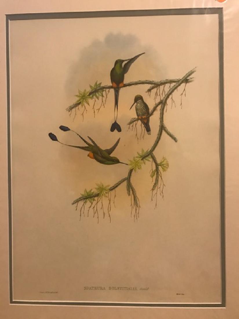 J. Gould Lithograph: Ecuador Racket-Tail (1 of 3)