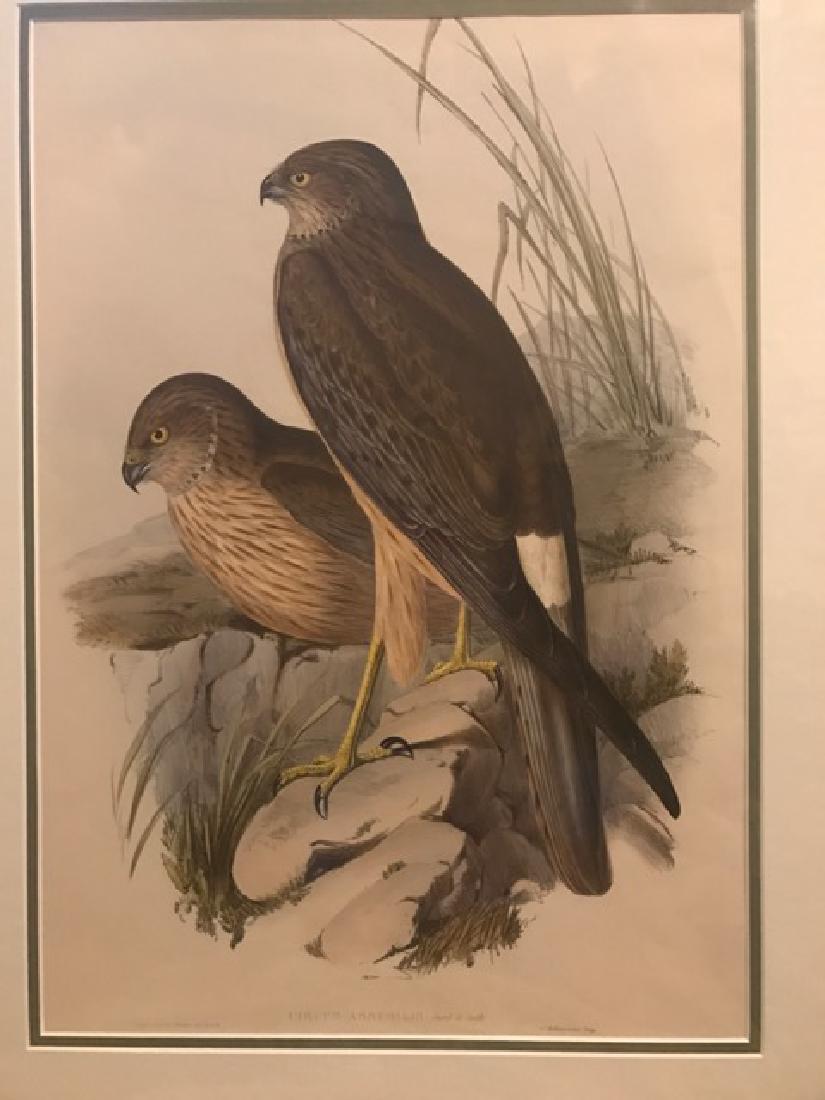 J. Gould Lithograph: Harrier (1 of 3)